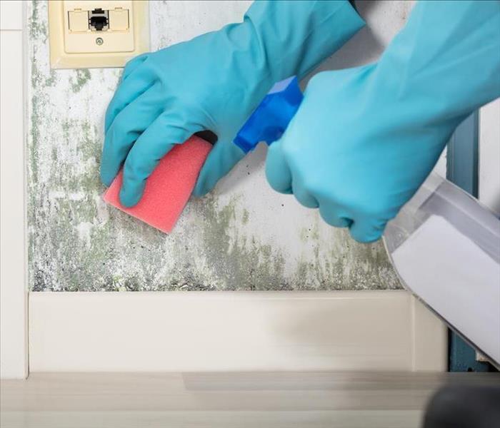 Image of mold growth and a person using a sponge and a spray bottle to clean it