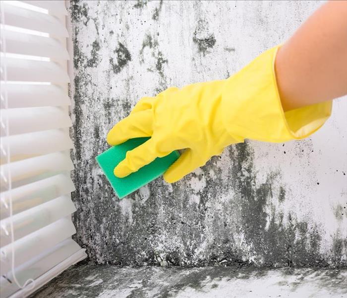 Image of a person cleaning up mold on white wall. 